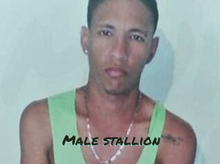 Male_stallion